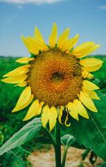 Fototapeta premium Nature Photography