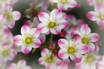 Detailed , naturtal closeup on the colorful white and pink Saxifrage flowers in the garden