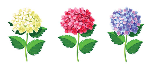 Set of beautiful white, pink and blue hydrangeas in cartoon style. Vector illustration of spring and summer flowers in large and small sizes with closed and open buds with green leaves.