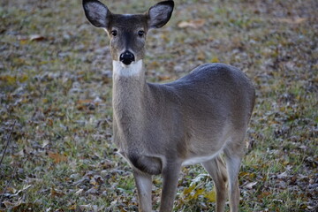 white tailed deer