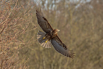 Obraz premium Buzzard flies on.