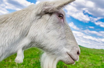 Obraz premium White domestic goat. Head close-up