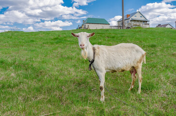 White goat on green pasture grass in village