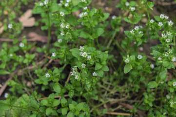 A group of common chickweed with small white blossoms