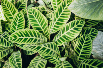 Fototapeta na wymiar Calathea zebrina, variously striped, pin-stripe, or pin-stripe calathea plants leaves closeup. Beauty in tropical nature, banner for wallpaper