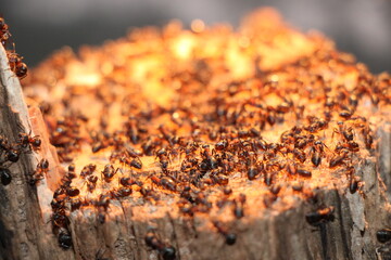 ant workers (Formicidae)  on a tree trunk 