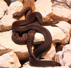 male and female common European viper couple, venomous snake