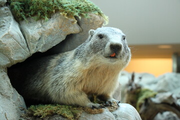 a marmot looks out of its burrow