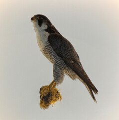 Peregrine falcon (falco peregrinus), single bird of prey, isolated
