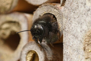 Close-up on a female European mason orchard solitary bee, Osmia cornuta, peaking out of her nest
