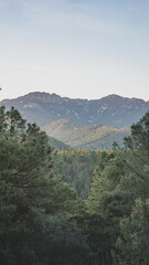 Sunset in the mountains surrounded by pines
