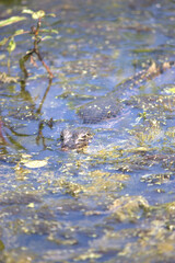 Juvenile Caiman in Pantanal, Brazil