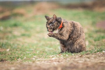 Portrait of a wild stray cat on a farm.