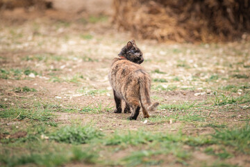 Portrait of a wild stray cat on a farm.