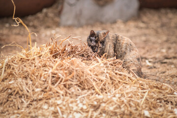 Portrait of a wild stray cat on a farm.