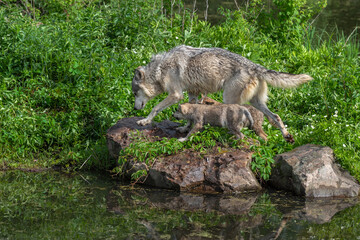Naklejka na ściany i meble Grey Wolf Adult and Two Pups (Canis lupus) Run Left on Edge of Island Summer