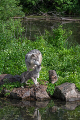 Naklejka na ściany i meble Grey Wolf Pup (Canis lupus) Reaches Up to Lick Adult Summer