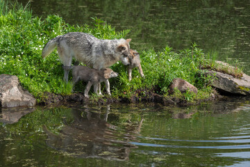 Grey Wolf Adult(Canis lupus) and Two Pups Interact on Island Summer