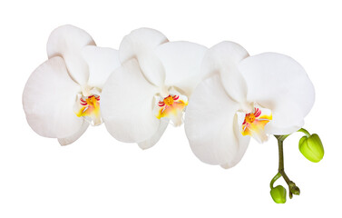 Branch with orchid white flowers isolated on white