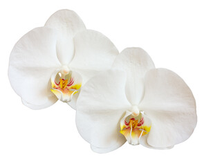 Naklejka na ściany i meble Orchid white flowers isolated on white