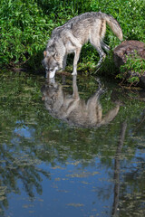 Obraz na płótnie Canvas Grey Wolf (Canis lupus) Nose in Water Reflected Summer