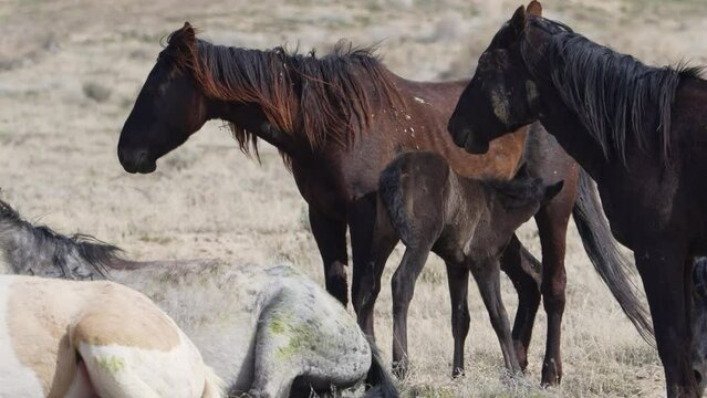 Baby wild horse feeding on its mother in the Utah West desert from the South group of the Onaqui wild horse herd.
