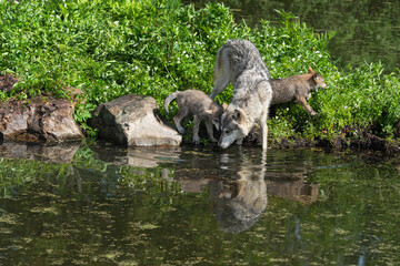 Grey Wolf Adult and Pup (Canis lupus) Look Into Water Reflected Summer