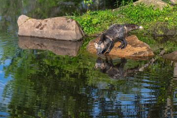 Cross Fox (Vulpes vulpes) Nose to Water on Rock Off Island Summer