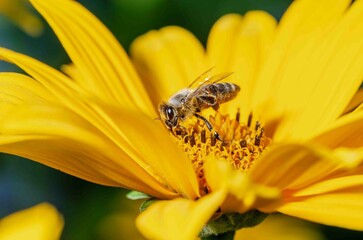 Flower and bee. Summer pollination.