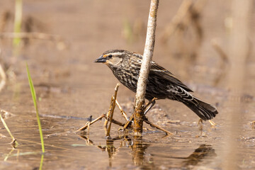  Female red-winged blackbird singing
