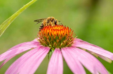 Bee pollinating echinacea flower close up.