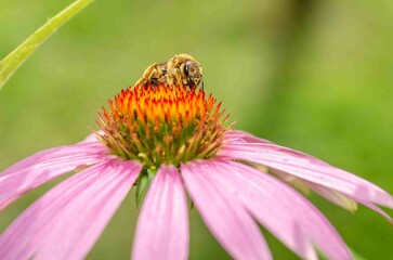 Bee on a flower close up.