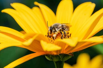 Flower and bee. Summer pollination.