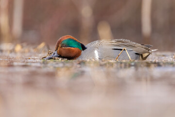 Male green-winged teal (Anas carolinensis) in spring