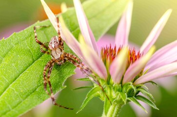 Spider on a green leaf on a summer day.