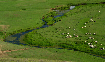 Sheep grazing in the meadow by the river. Herd of sheep on green pasture
