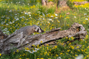 North American Badger (Taxidea taxus) Cub Stretches Out to Sniff Log Summer