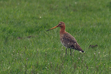 Godwit in the grass.

