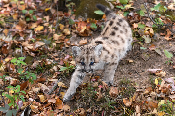 Cougar Kitten (Puma concolor) Steps Left While Looking Right Autumn