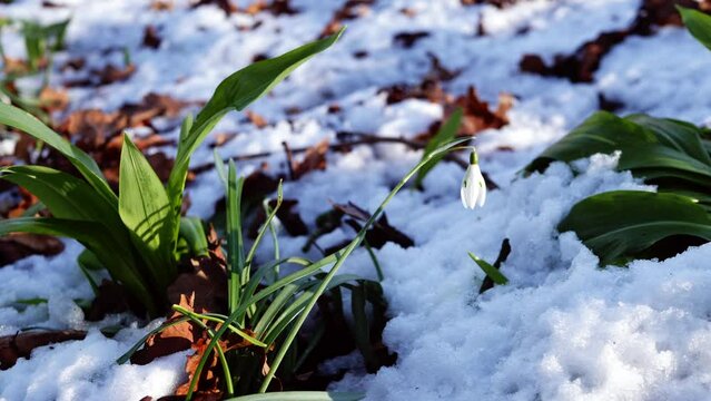 Snowdrop flowers Galanthus nivalis grow in winter snowfall 