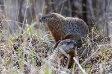 Groundhog (Marmota monax) family
