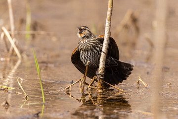  Female red-winged blackbird singing