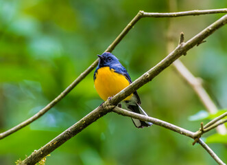 Fototapeta premium A view of the Slate throated redstart on a branch in the cloud forest in Monteverde, Costa Rica in the dry season