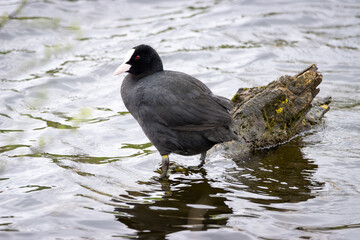 Eurasian coot (Fulica atra) stands in the water on wood. It is black bird with the white bill and...