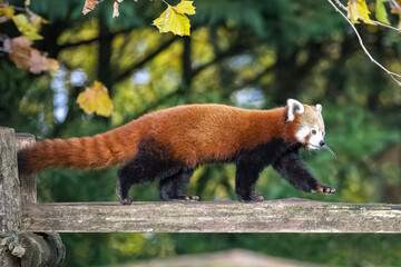 A red panda standing on a branch