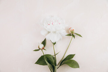Single peony flower on a pastel pink background. Flat lay.
