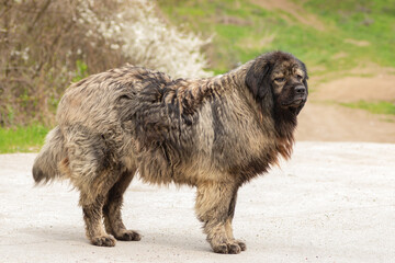 caucasian shepherd dog outdoor full length - 596817908