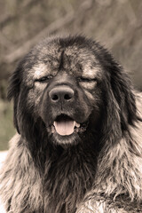 Fototapeta premium portrait of huge caucasian shepherd dog