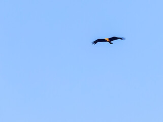 An Eagle looking down while flying