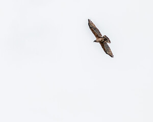 A Crested Honey Buzzard flying in the sky and enjoying flight